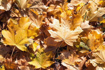 Obraz premium fallen maple leaves