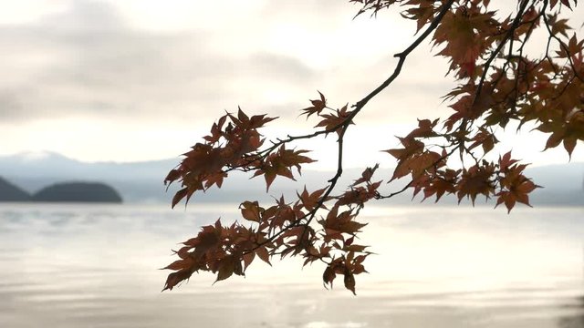 Fall Leaves at Lake toya