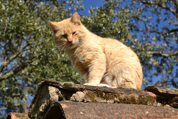 Obraz premium Gato en tejado