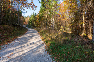 Fototapeta premium Herbstlicher Wald