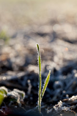 grass in winter wheat frost