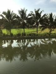 Obraz premium landscape with trees and lake