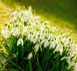 Hello Spring! Snowdrops rising on a spring sunny day in the open air - Schneeglöckchen an einem sonnigen Frühlingstag 
