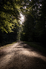 Fototapeta premium Waldweg