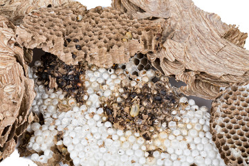 Close up of asian hornets nest inside honeycombed with larva larvae alive and dead macro studio on white background