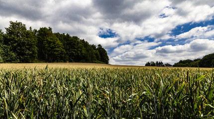 Kornfeld Panorama Wolkenstimmung
