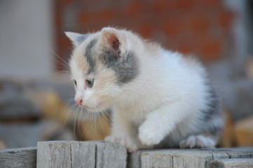 A cat walking on a wooden board © Iri