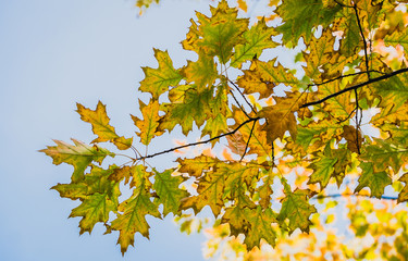 Colorful yellow autumn leaves of a maple against the backdrop of a clear blue sky