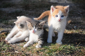 Naklejka na ściany i meble The kittens are sunbathing on the grass