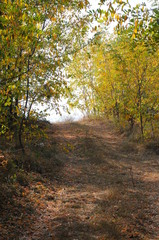 Forest in autumn day and forest road