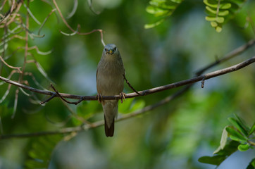 Chestnut-tailed Starling bird (Sturnus malabaricus) standing on the branch