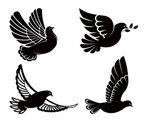 Pigeon or dove, white bird flying with spread wings in sky or sitting set.