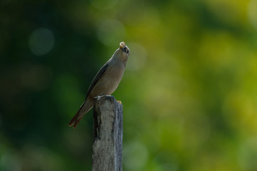 Chestnut-tailed Starling bird (Sturnus malabaricus) standing on the branch