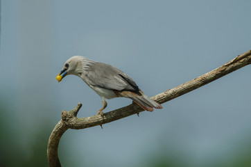 Chestnut-tailed Starling bird (Sturnus malabaricus) standing on the branch