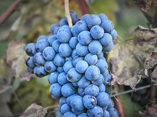 Shot of beautiful dark grapes