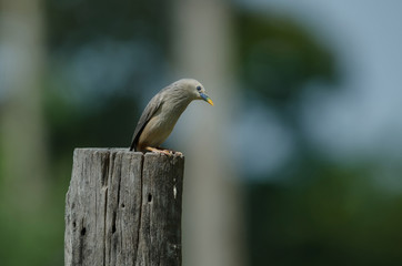 Chestnut-tailed Starling bird (Sturnus malabaricus) standing on the branch