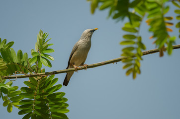 Chestnut-tailed Starling bird (Sturnus malabaricus) standing on the branch