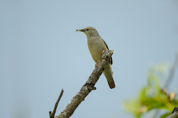 Chestnut-tailed Starling bird (Sturnus malabaricus) standing on the branch