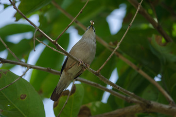 Chestnut-tailed Starling bird (Sturnus malabaricus) standing on the branch