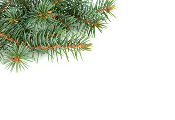 Fir tree bunches