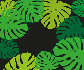 Close up of lush tropical palm leaves or fronds as natural background