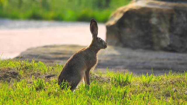 wild hare sits waiting for escape