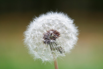 White dandelion in detailed view