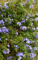 Pinke Blüten am Strauch