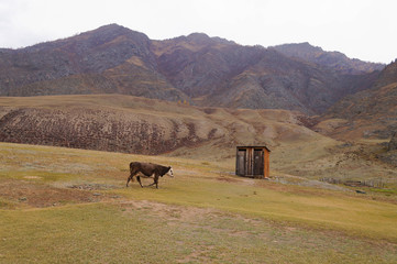 Cow walking in Altai mountains,Altai,Russia.