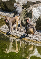 Baboons with reflections