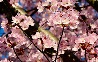 Pink Cherry Blossom with blue sky.