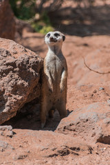 Meerkat ( Suricata suricatta) standing and watching alert, with sunlight and desert background