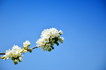 White pear blossoms with blue color filter 
white flower with blue sky background.