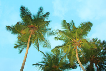 Fototapeta na wymiar coconut palm trees and sky