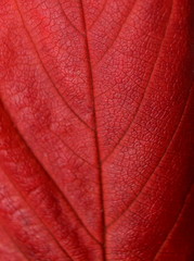 Naklejka premium Autumn leaf
