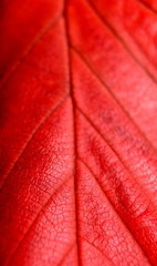 Fototapeta premium Autumn leaf