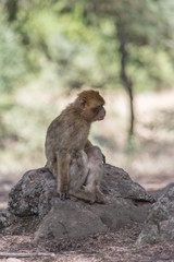 Naklejka na ściany i meble Young Barbary Macaque Monkey in the cedar forest Mid Atlas range Azrou, Morocco