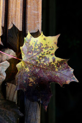 maple leaf fallen onto a garden seat