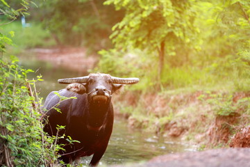 Buffalo of Thai Farmers