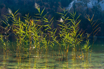 Gräser im See an einem Herbsttag