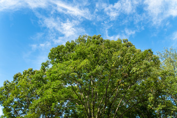 緑の樹木と青空