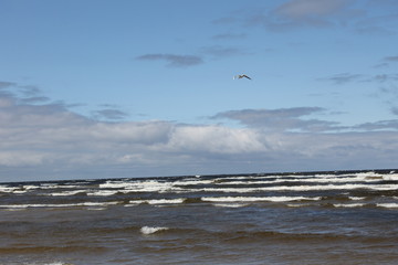seagulls on the beach