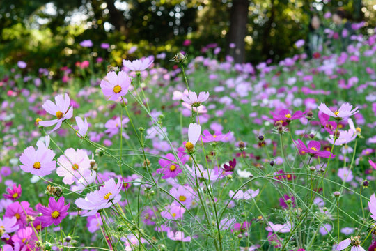 花畑 © Hajime SAKAMOTO