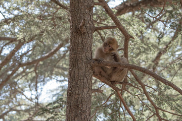 Young Barbary Macaque Monkey in the cedar forest Mid Atlas range Azrou, Morocco