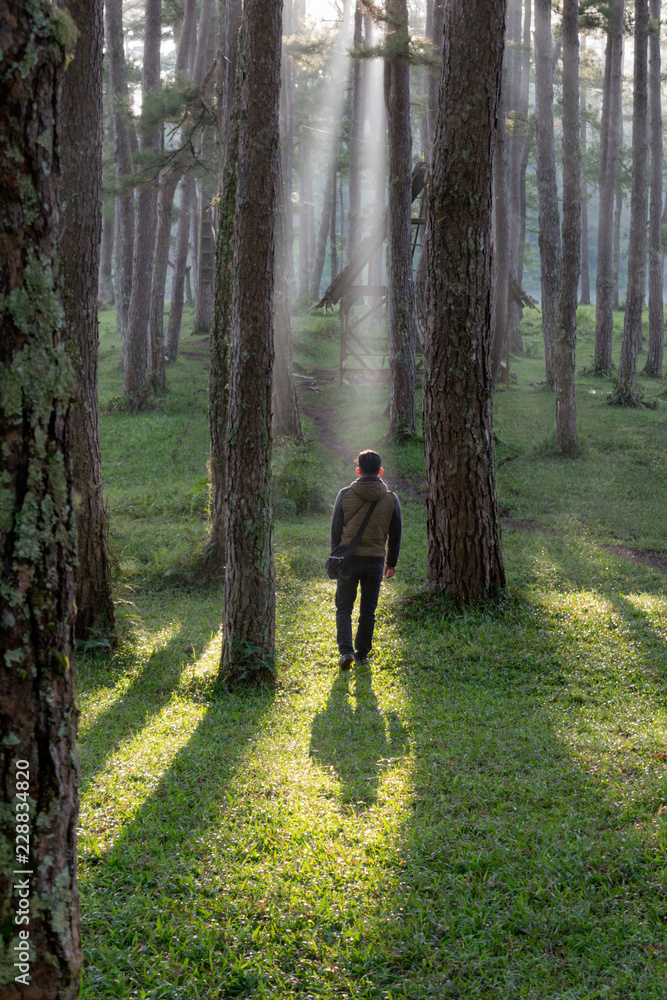 Wall mural A lonely man discover in the pine forest with magic of the sunlight, sunrays, green grass at the sunrise. Best of landscape picture use for advertising, tourist, travel, design and more