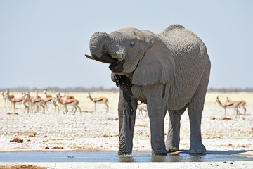 Elefantenbulle (loxodonta africana) am Wasserloch Gemsbokvlakte im Etosha Nationalpark
