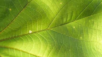 Green leaf background