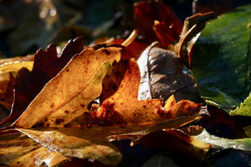 autumn leaves in the morning dew