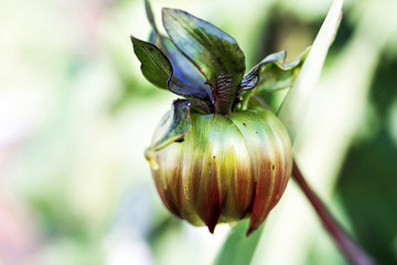 Macro photo of flower bud