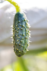 Macro photo of a cucumber